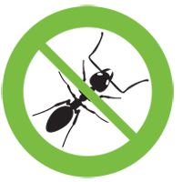 ant control northern beaches