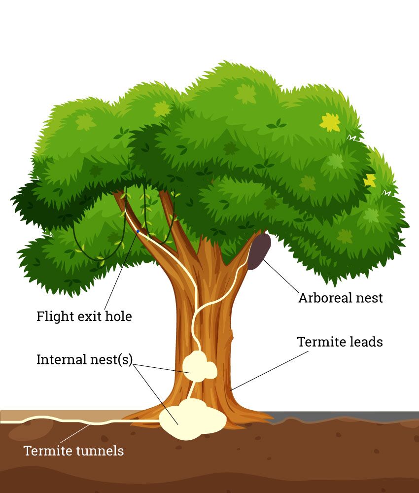 get rid of termites in tree