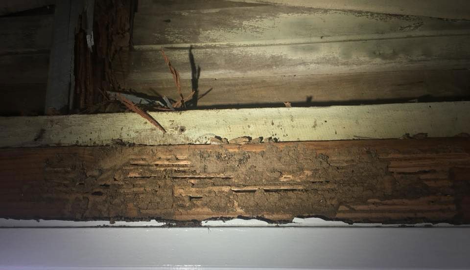 termite pest inspections northern beaches