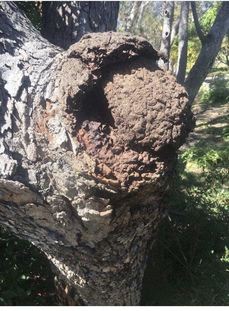 termites in tree