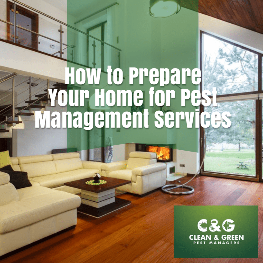 How to Prepare Your Home for Pest Management Services