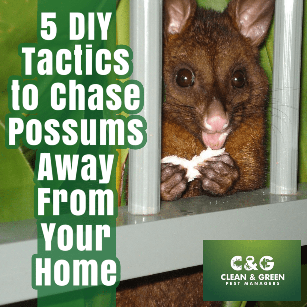 5 diy tactics to chase possums away from your home