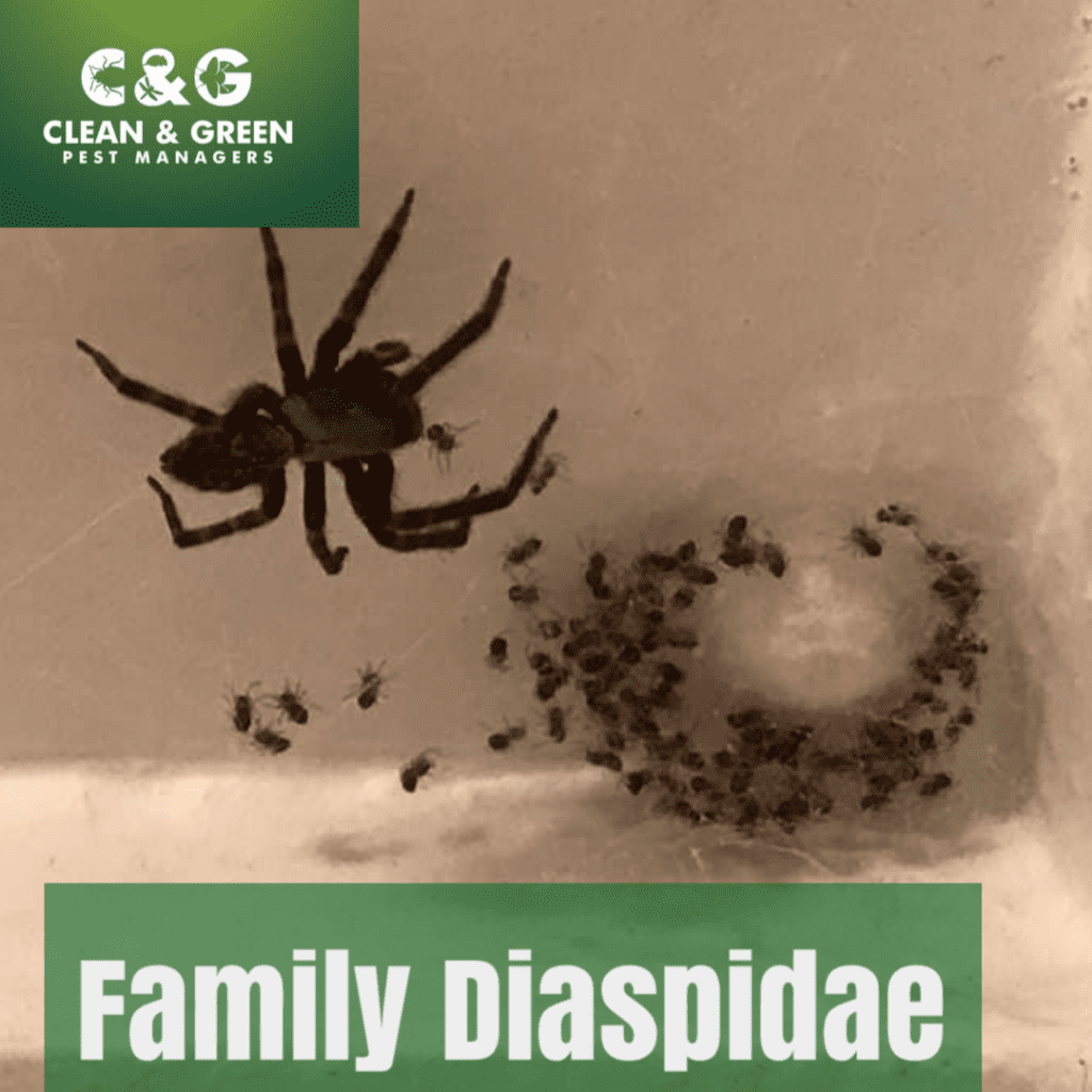 Common house spiders you may see around your home — Wet & Forget Australia