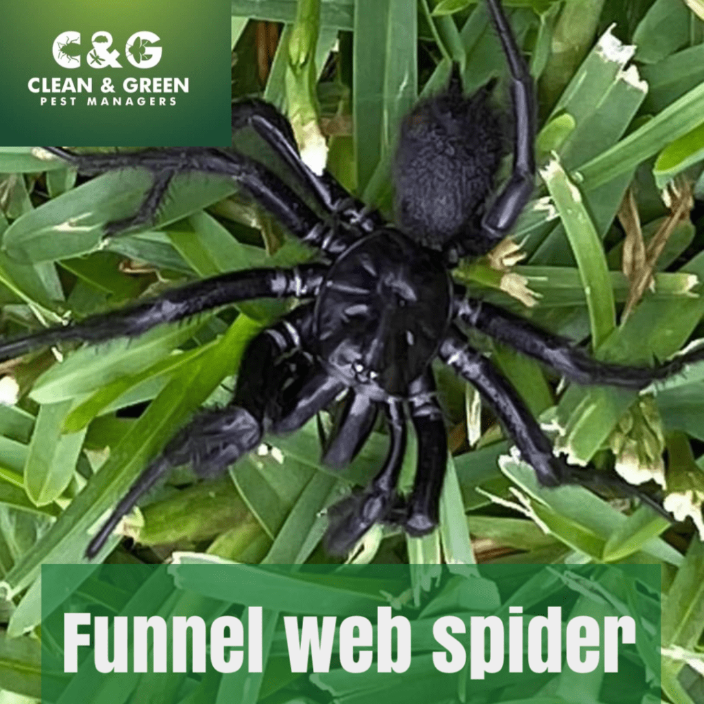 Common house spiders you may see around your home — Wet & Forget Australia