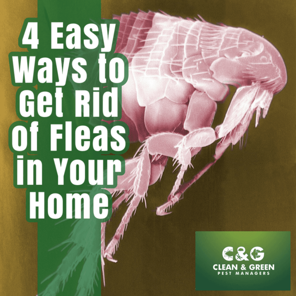 How to Get Rid of Fleas in Your Home Once and For All (2020) - 22 Words